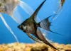 Billede af Sorte kejserfisk (Angel fish black)