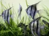 Billede af Sort og hvid kejserfisk - Angel fish black and white (Pterophyllum scalare)