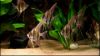 Billede af Sort og hvid kejserfisk - Angel fish black and white (Pterophyllum scalare)