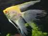 Billede af Albino kejserfisk med røde øjne - Angel red eye albino (Pterophyllum scalare)