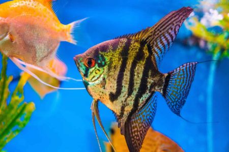 Billede til varegruppe Kejserfisk - ANGEL FISH (Pterophyllum Scalare)