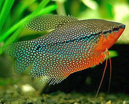 Billede til varegruppe Prydfisk Gourami