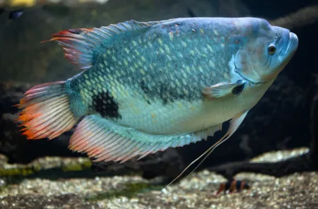 Billede til varegruppe Vilde Gourami