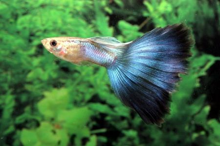Billede til varegruppe Guppy