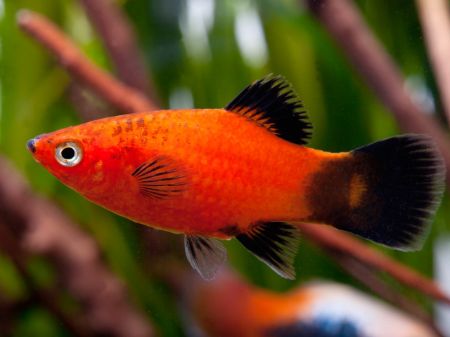 Billede til varegruppe Platy fisk