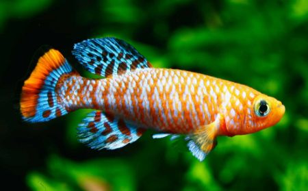 Billede til varegruppe Æglæggende tandkarper (Killifish)