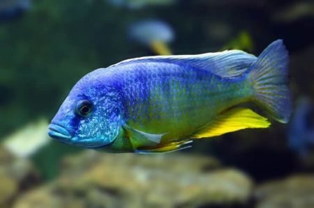 Billede til varegruppe Cichlider - pigfinnefisk (Perciformes)