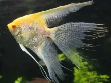 Billede af Albino kejserfisk med røde øjne - Angel red eye albino (Pterophyllum scalare) 2.0 cm