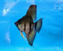 Billede af Sorte kejserfisk - Angel fish black (Pterophyllum scalare) 3.5 cm