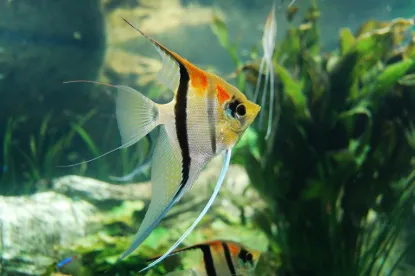 Billede af Pterophyllum scalare - Angel three colour