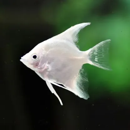 Billede af Pterophyllum scalare - Angel platinum