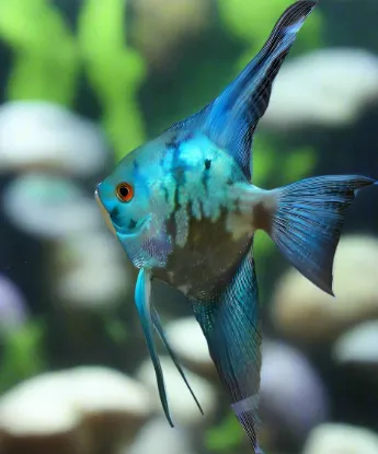 Billede af Pterophyllum scalare - Blue  Pinoy